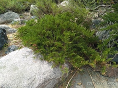 Juniperus pseudosabina
