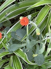Kleinia fulgens