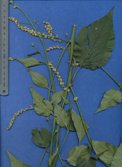 Chamissoa acuminata swansonii