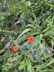 Kleinia fulgens