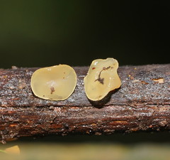 Heterotextus miltinus