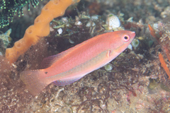 Cirrhilabrus temminckii