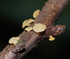 Heterotextus miltinus