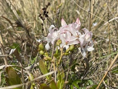 Rhododendron atlanticum