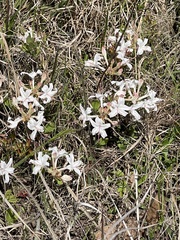 Rhododendron atlanticum