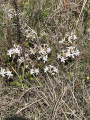 Rhododendron atlanticum