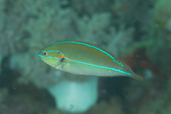 Stethojulis interrupta