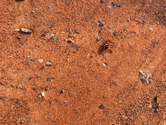 Spilostethus longulus