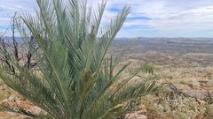 Macrozamia macdonnellii