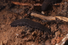 Ooperipatellus