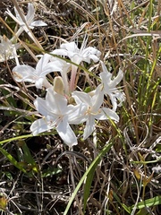 Rhododendron atlanticum