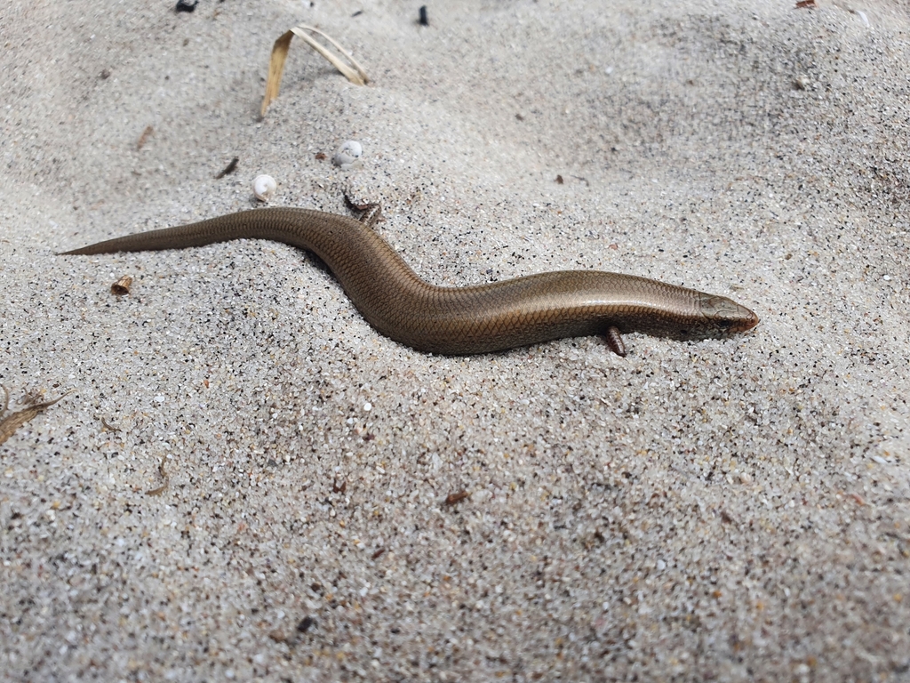 Bedriaga's Skink