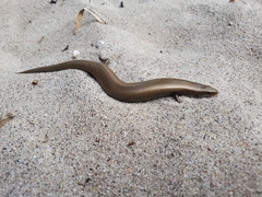 Chalcides bedriagai