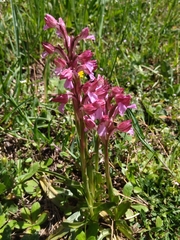 Anacamptis papilionacea