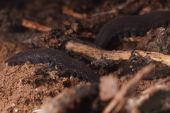 Ooperipatellus