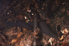 Ooperipatellus