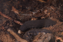 Ooperipatellus