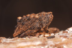 Tapinocis scutellaris