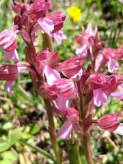 Anacamptis papilionacea