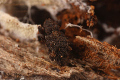 Roptoperus