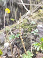 Equisetum pratense image