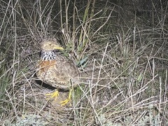 Pedionomus torquatus