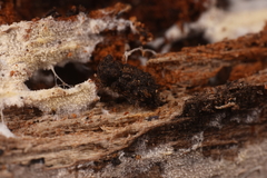 Roptoperus
