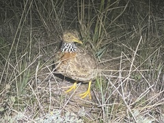 Pedionomus torquatus