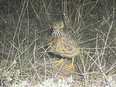 Pedionomus torquatus