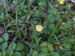 Potentilla indica