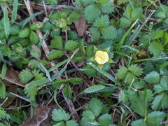 Potentilla indica