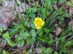 Potentilla indica