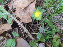 Potentilla indica