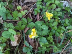 Potentilla indica