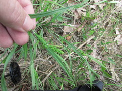 Carex glaucodea