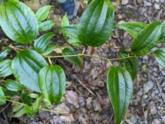 Smilax nantoensis