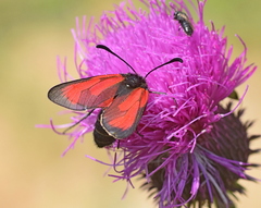 Zygaena purpuralis