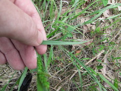 Carex glaucodea