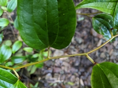 Smilax nantoensis