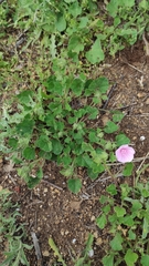 Malva hispanica