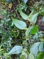 Smilax nantoensis