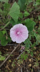 Malva hispanica