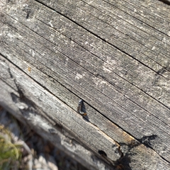 Insecta