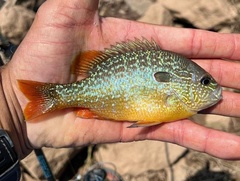 Lepomis megalotis
