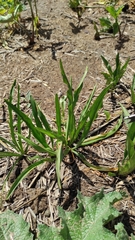Biarum dispar