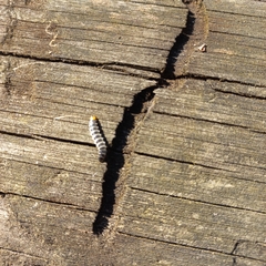 Insecta