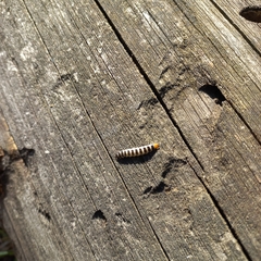 Insecta