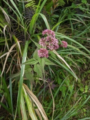 Eupatorium chinense tozanense