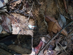 Orientopsaltria