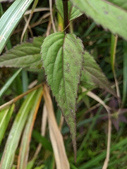 Eupatorium chinense tozanense